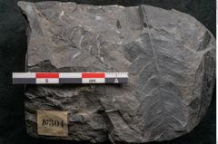 Foto (Detailansicht) von Asplenium hochstetteri Unger (NHMW-GEO-2024-0188-10304)